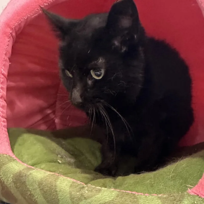 Nathalie thumbnail 4