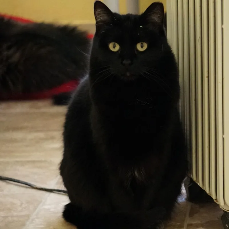 A senior small-sized female Black Domestic Short Hair cat named Spirit for adoption in Colorado Springs, CO
