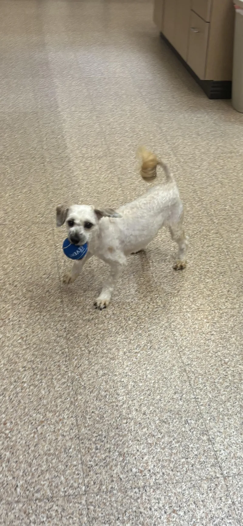 Milo Janie thumbnail 2