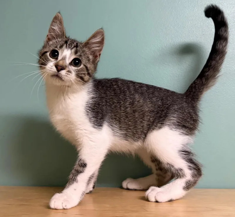 A baby medium-sized male Tabby (Brown / Chocolate) Domestic Short Hair cat named Jack for adoption in Amery, WI