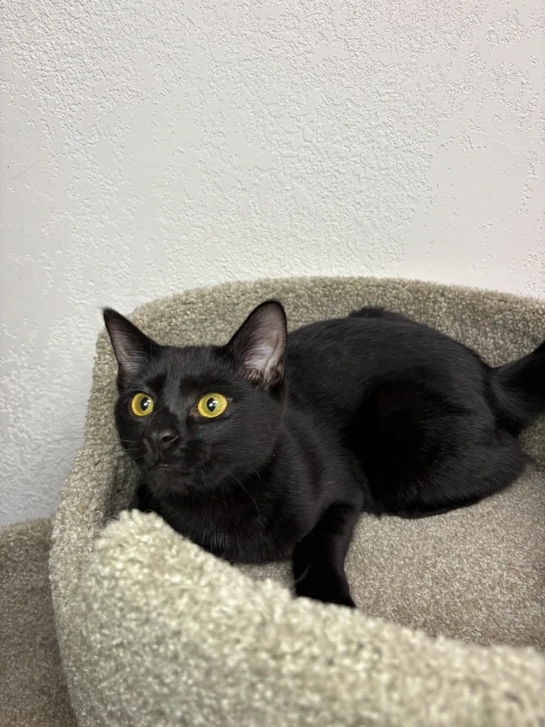 A young medium-sized female Black Domestic Short Hair cat named Nova for adoption in Toledo, OH