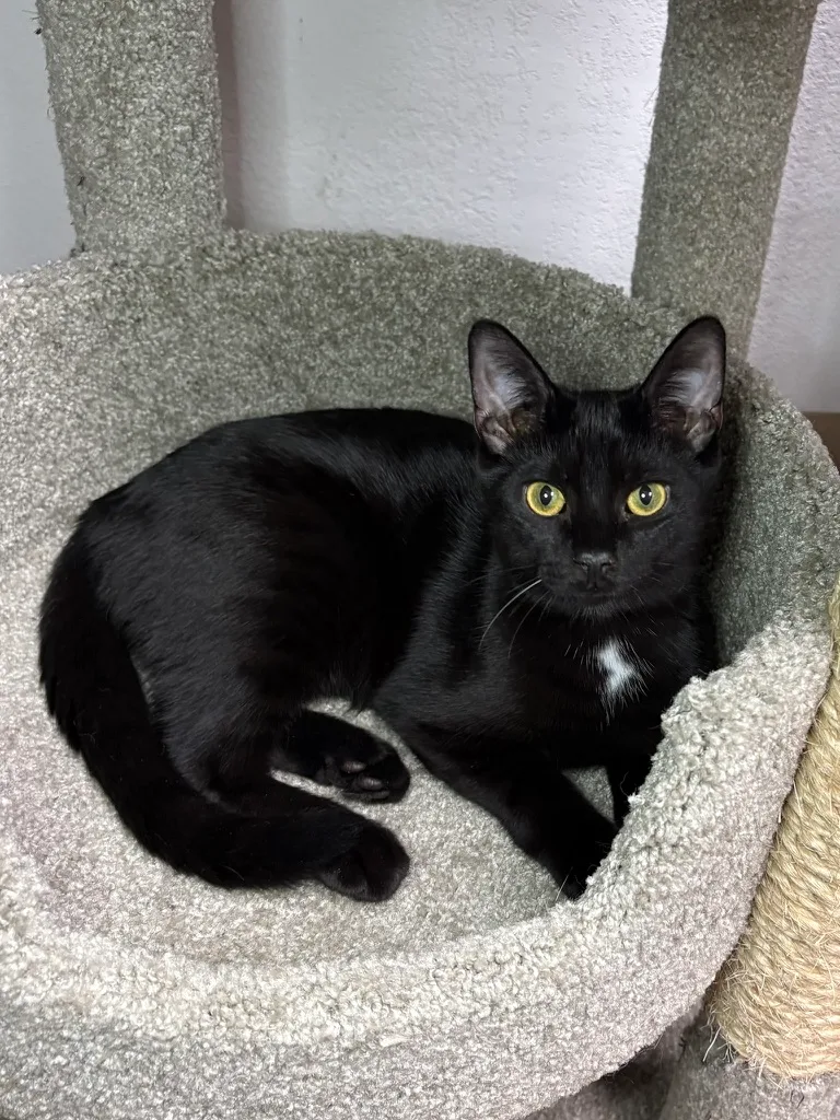 A young medium-sized female Black Domestic Short Hair cat named MoonBeam for adoption