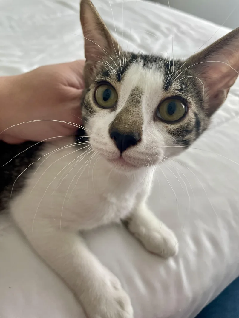 A baby medium-sized male Gray & White Domestic Short Hair cat named Milano CR for adoption in Schertz, TX
