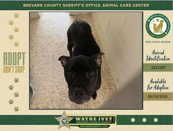 An adult medium-sized female Mixed Breed dog named Edna for adoption in Melbourne, FL