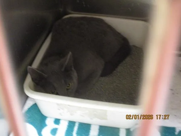 Sterling thumbnail 2