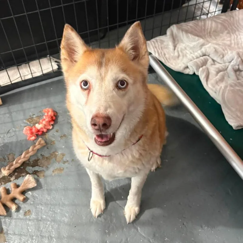 A senior medium-sized female Red / Chestnut / Orange Siberian Husky dog named Sansa for adoption in Wichita, KS