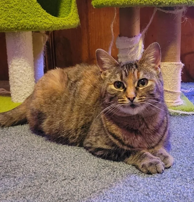 An adult medium-sized female Tortoiseshell Domestic Short Hair cat named Serena for adoption in Garden City, MI