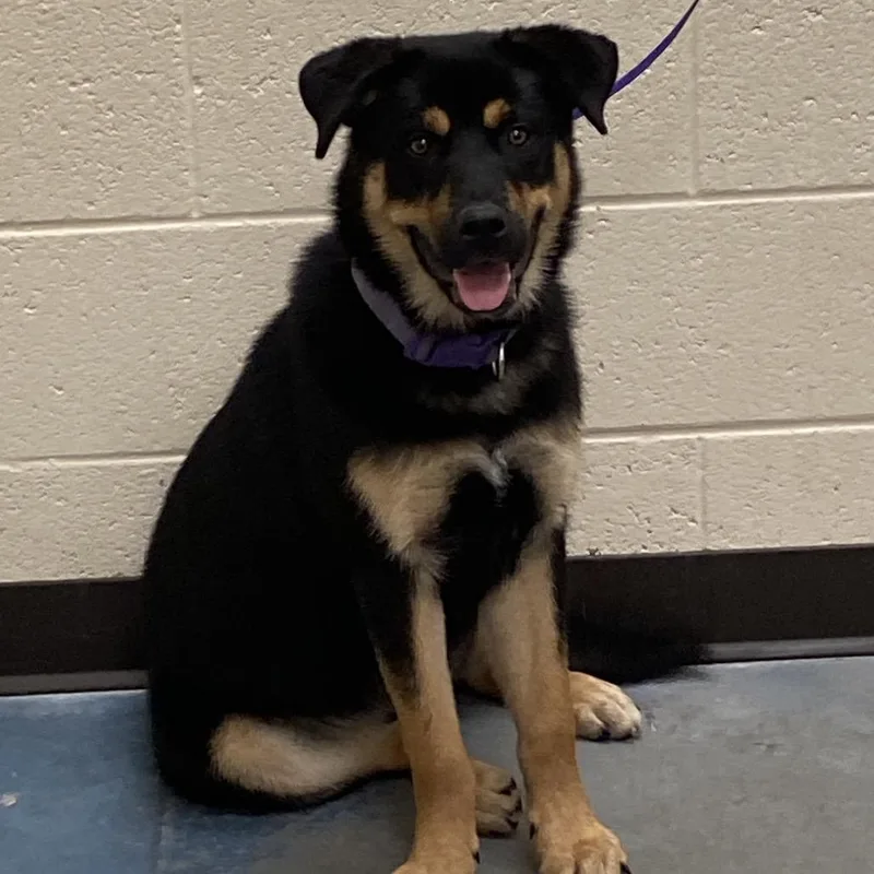 An adult medium-sized female Black Mixed Breed dog named Nakita for adoption in Memphis, TN