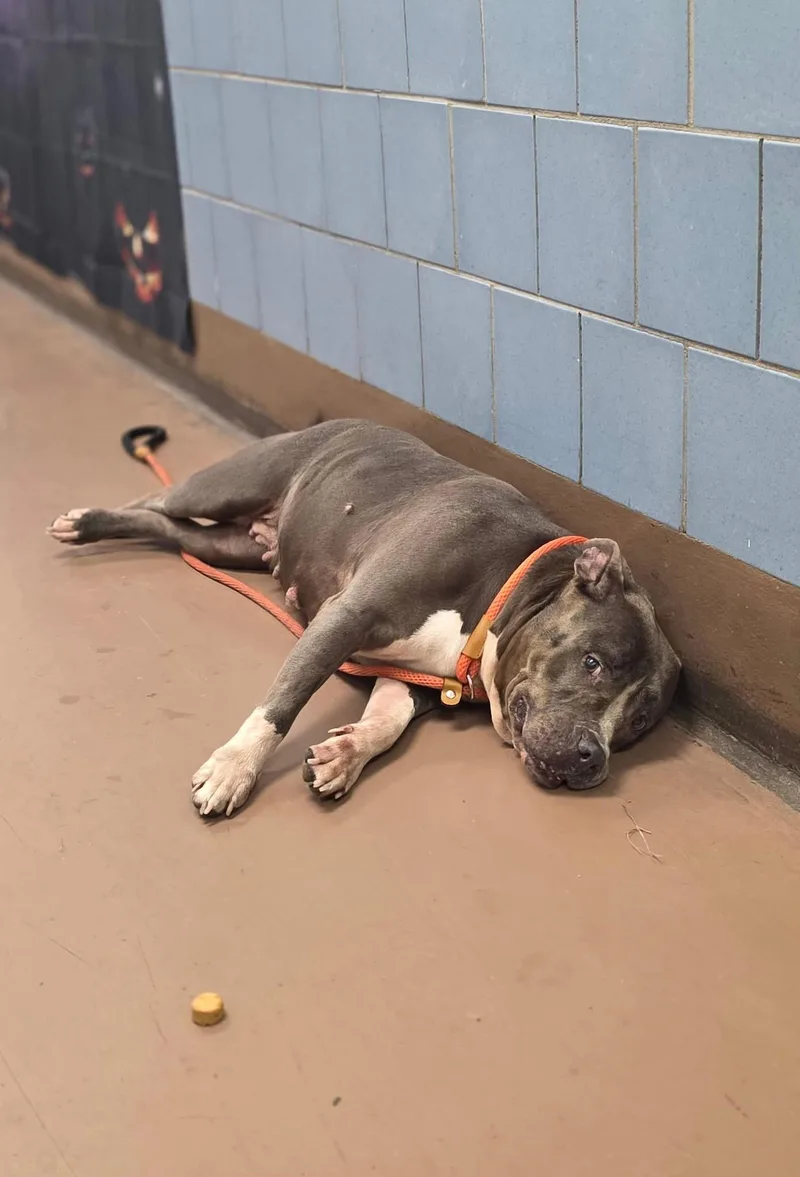 An adult medium-sized female Gray / Blue / Silver Pit Bull Terrier dog named Duchess for adoption in Chicago, IL