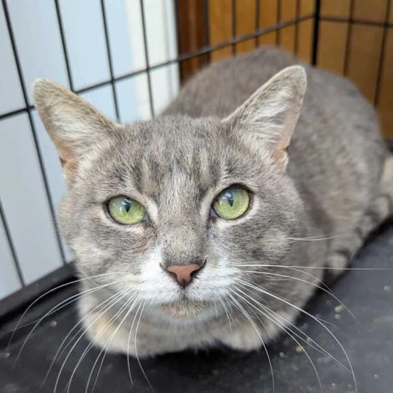 A young medium-sized male Gray / Blue / Silver Domestic Short Hair cat named Rex for adoption in Valdosta , GA