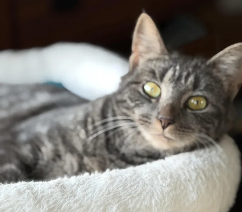 A young medium-sized female Tabby (Brown / Chocolate) Domestic Short Hair cat named Freya for adoption in Mayfield, NY