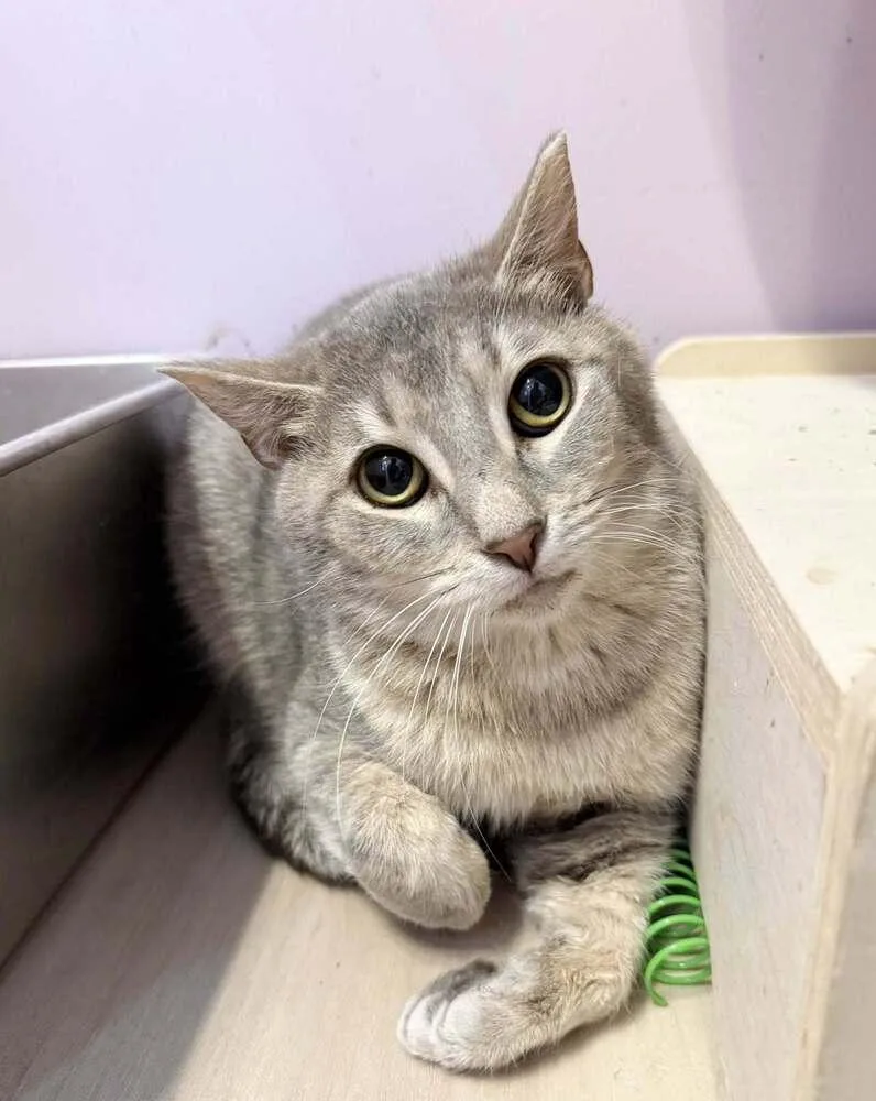A young medium-sized female Gray / Blue / Silver Domestic Short Hair cat named Lucienne for adoption in West Mifflin, PA