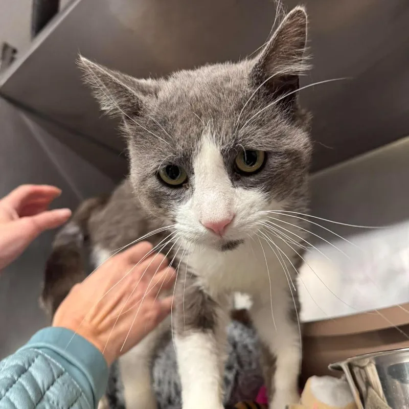 An adult large-sized male Gray / Blue / Silver Domestic Short Hair cat named Tommy Hilfiger for adoption in Edwardsville, IL