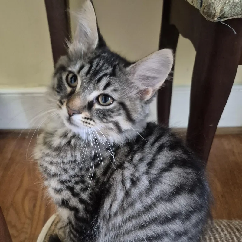 A baby medium-sized male Tabby (Buff / Tan / Fawn) Domestic Medium Hair cat named Tint for adoption in Richmond, VA