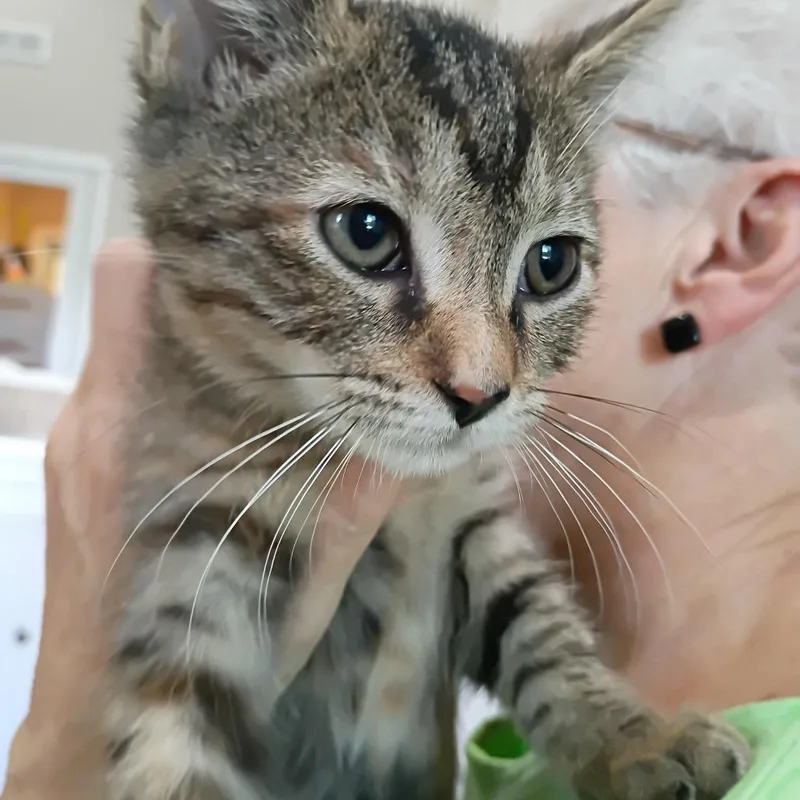 A baby small-sized female Domestic Short Hair cat named Journey for adoption in Muncie, IN