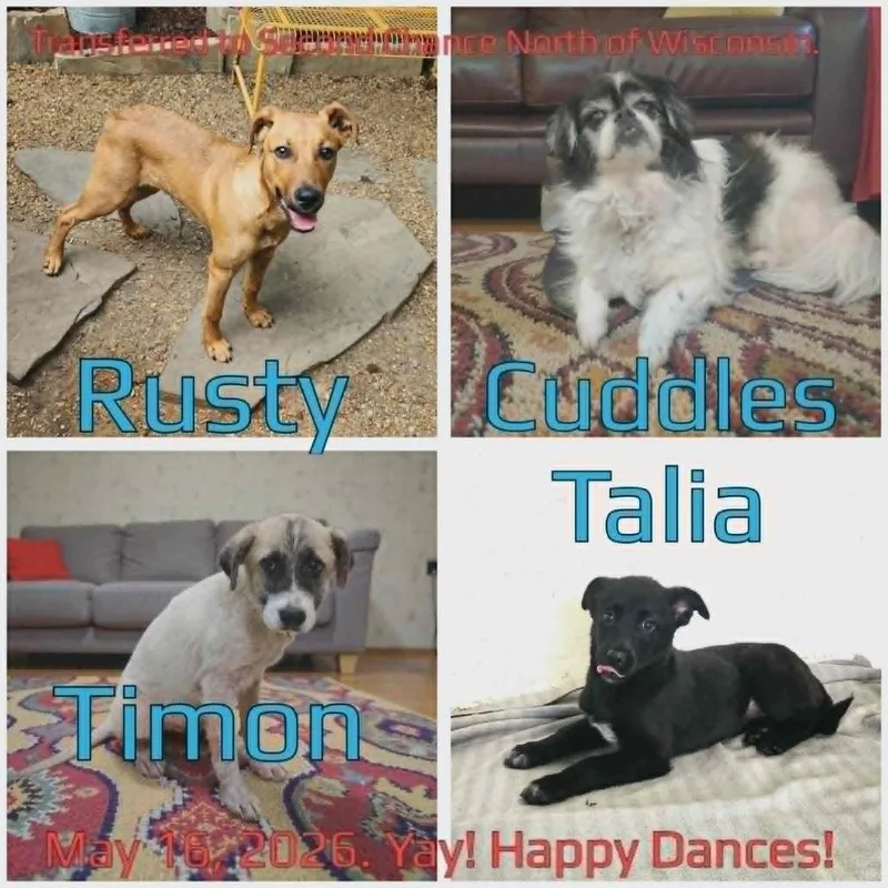 A baby medium-sized female Black Mixed Breed dog named Talia for adoption in Boaz, AL