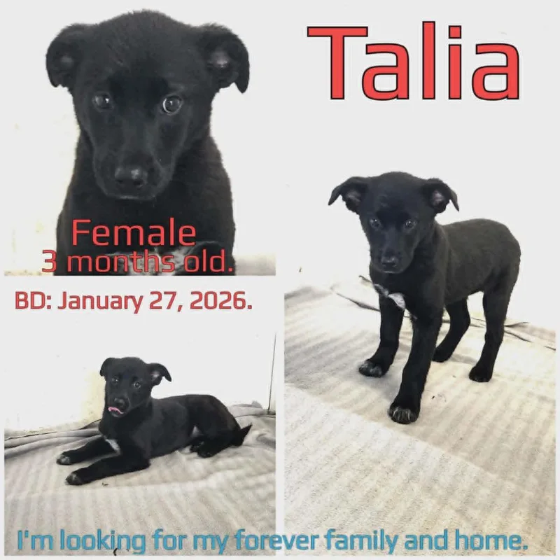 Talia thumbnail 4
