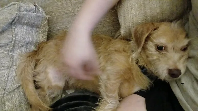 Brandy thumbnail 3