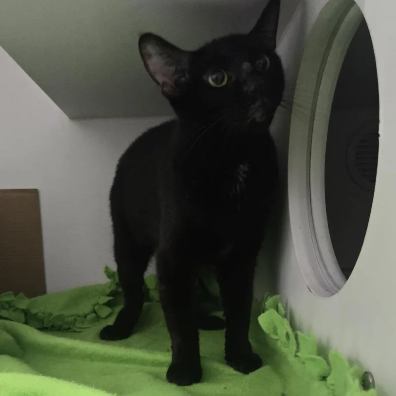 An adult small-sized female Domestic Short Hair cat named Sundays at the Market for adoption in Dearborn, MI