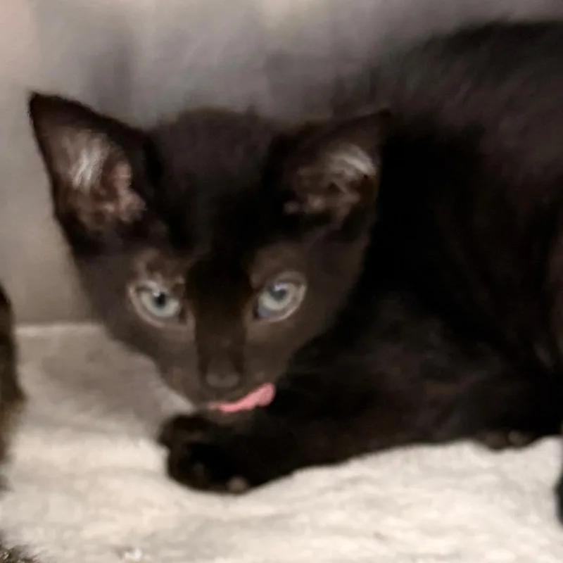 A baby small-sized male Black Domestic Short Hair cat named Daily Grind for adoption in Evansville, IN