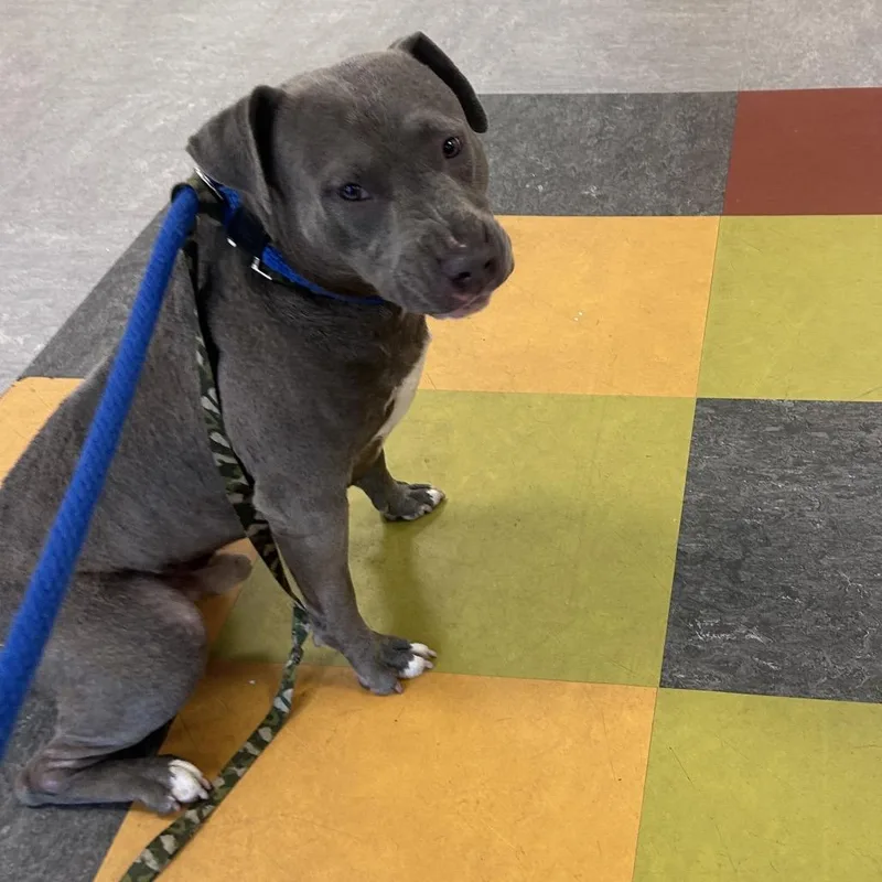An adult medium-sized male Gray / Blue / Silver Mixed Breed dog named Boon for adoption in Philadelphia, PA