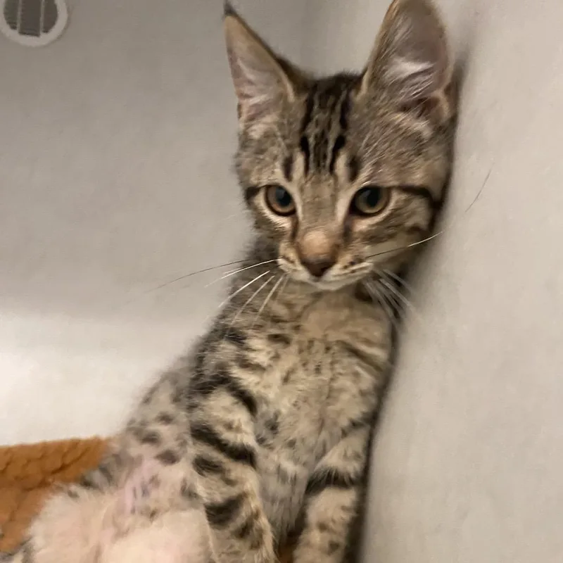 A baby small-sized male Brown / Chocolate Domestic Short Hair cat named Fred for adoption in Dayton, OH