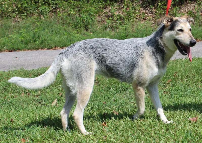 A young medium-sized female Husky dog named Sadie for adoption in Prattville, AL