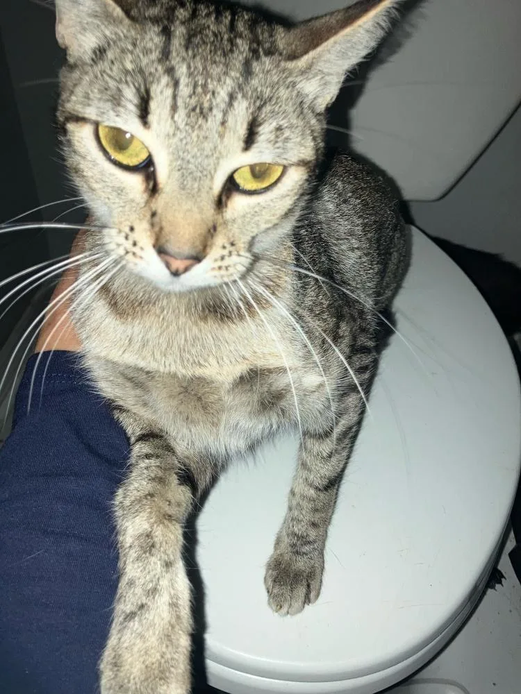 An adult small-sized female Black Domestic Short Hair cat named Akira for adoption in Orlando, FL