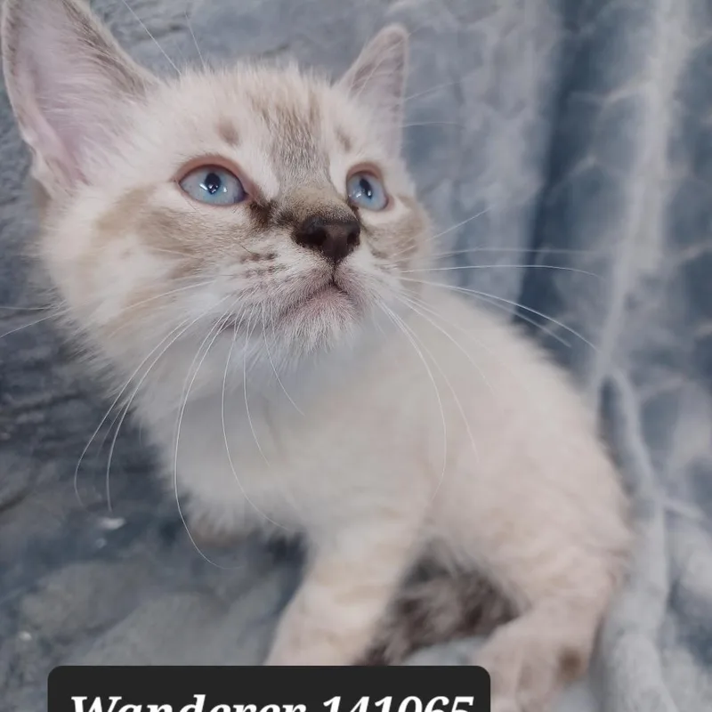 A baby small-sized male Siamese cat named Wanderer for adoption in New Tazewell, TN