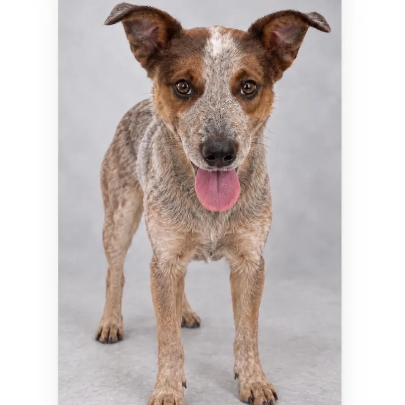 A young medium-sized male Cattle Dog dog named Randy for adoption in Phoenix, AZ