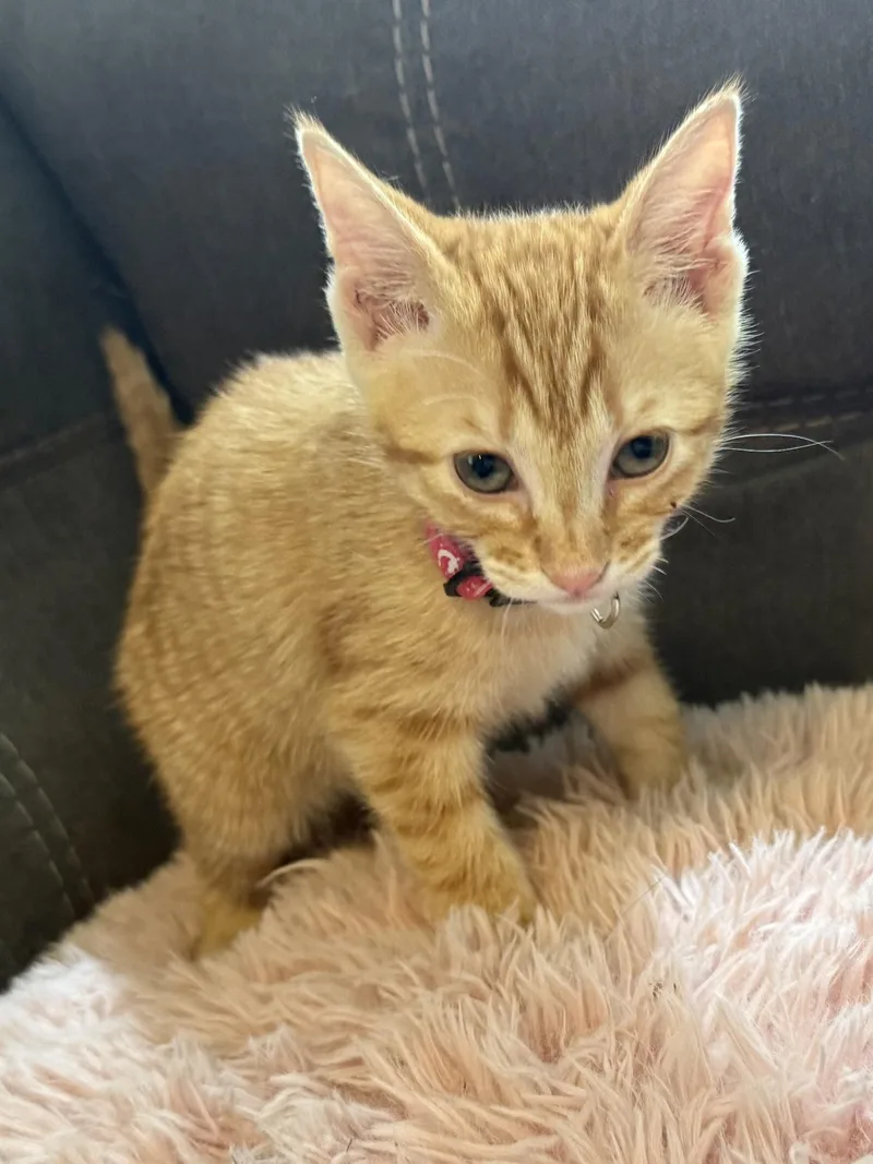 A baby medium-sized female Orange & White Domestic Short Hair cat named Penny for adoption in Murfreesboro, TN