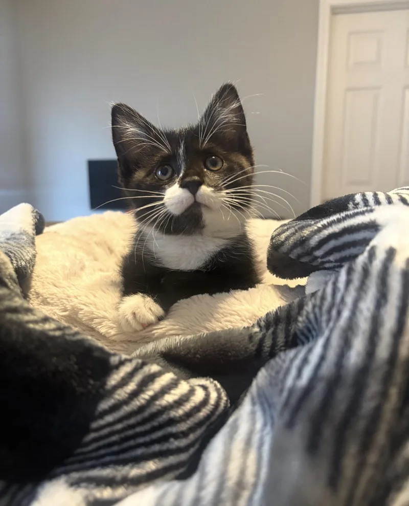 A baby medium-sized male Domestic Short Hair cat named Wonka for adoption in Charlotte, NC