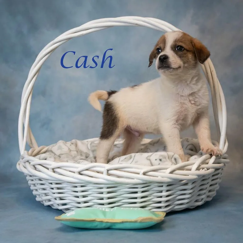 Cash D