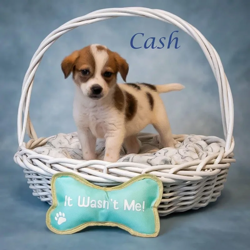 Cash D thumbnail 2