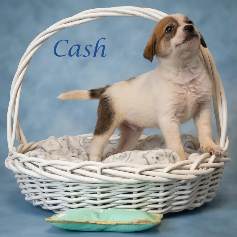 Cash D thumbnail 4