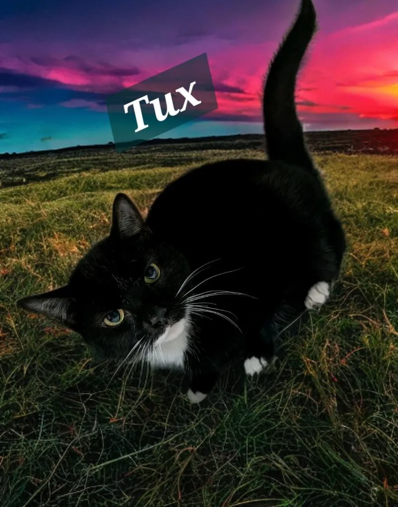 A senior large-sized male Domestic Short Hair cat named Tux for adoption in Jim Thorpe, PA