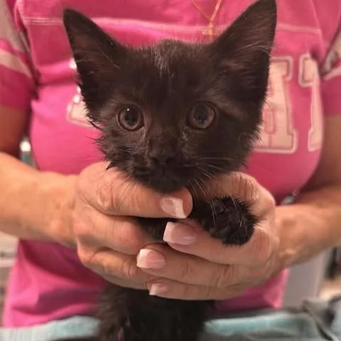 A baby small-sized male Black Domestic Short Hair cat named Dimbar for adoption in Fredericksburg, VA