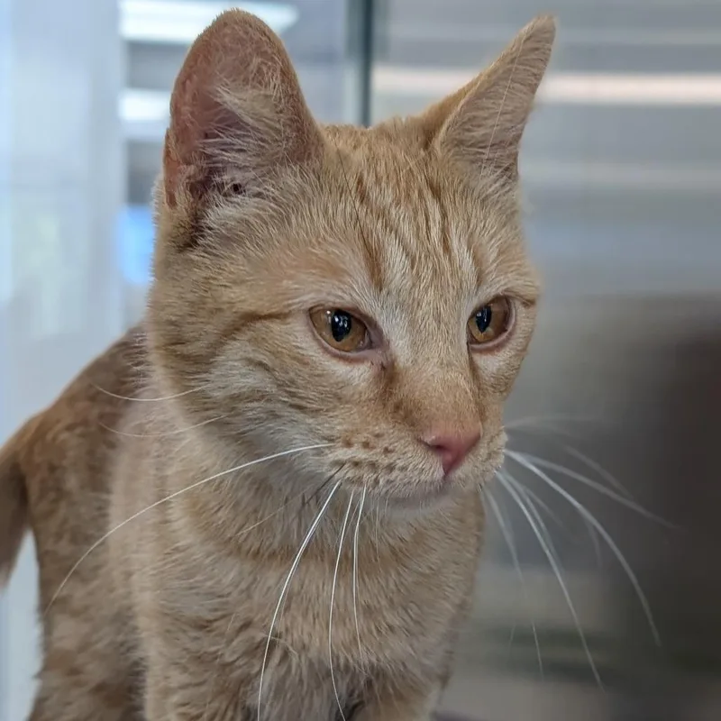 A young small-sized female Domestic Short Hair cat named Claire for adoption in Reno, NV