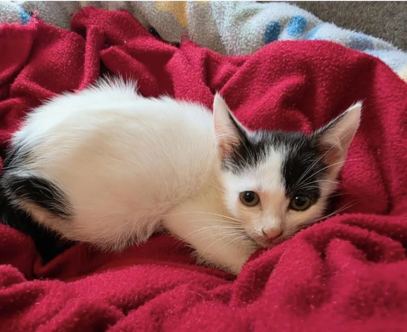 A baby medium-sized female White Domestic Short Hair cat named Belle for adoption in Alvin, TX