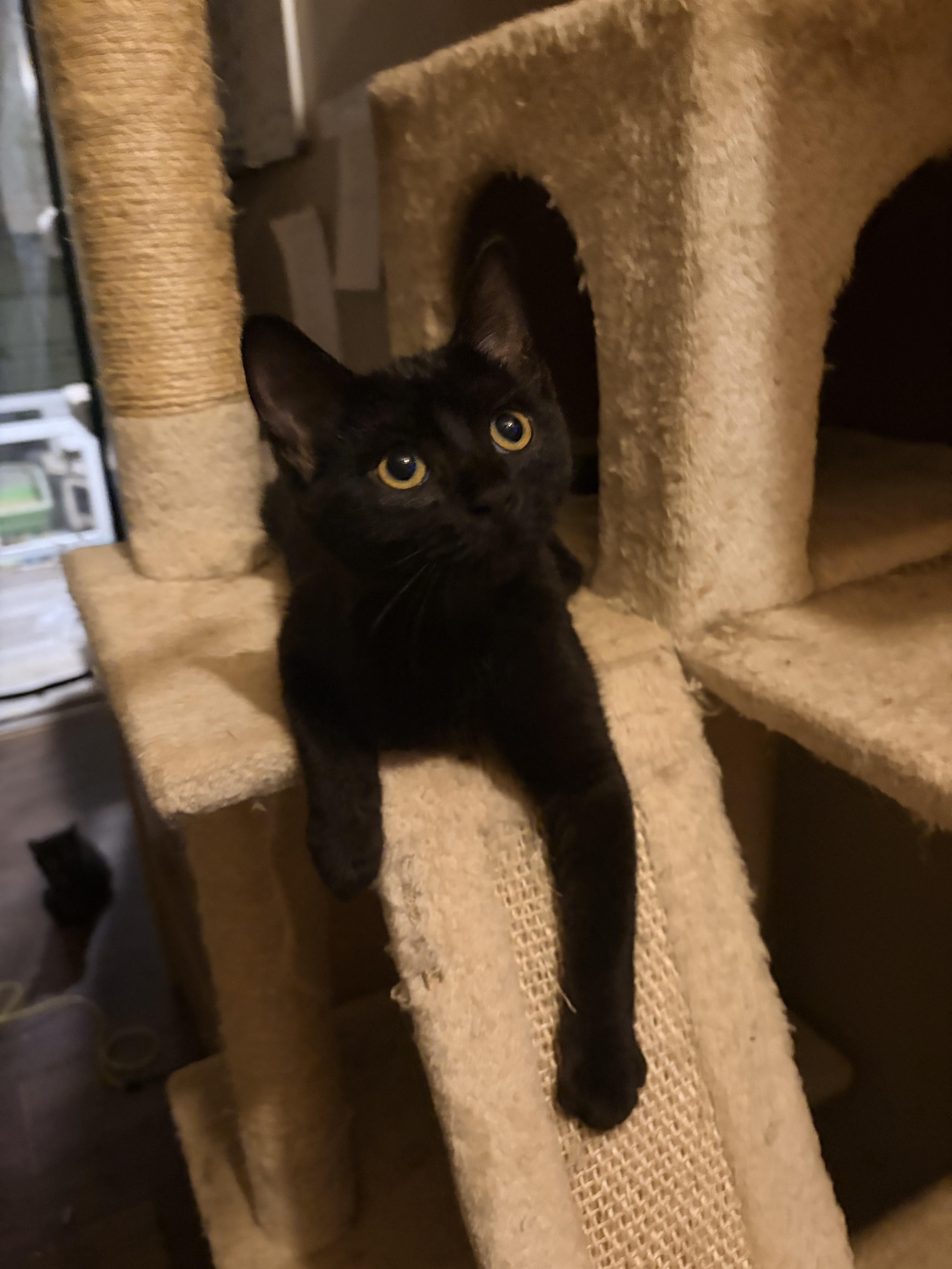 A baby large-sized female Black Bombay cat named Hope for adoption in Newark valley, NY