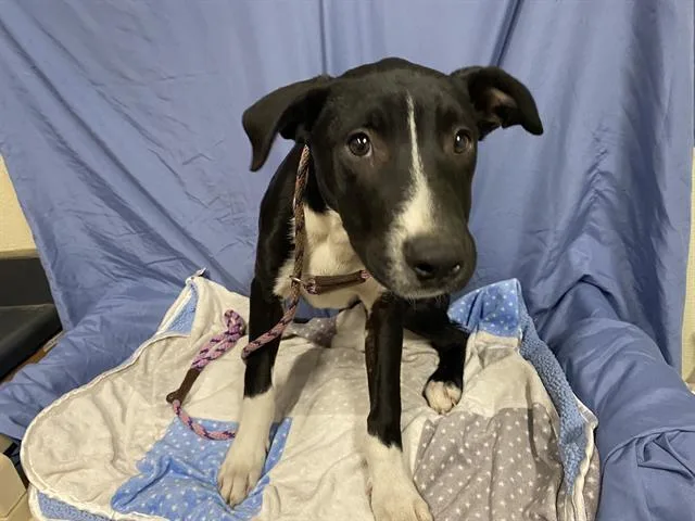 A baby small-sized male Border Collie dog named Max for adoption in Modesto, CA