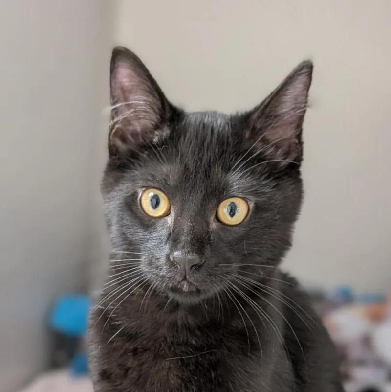 A baby medium-sized male Domestic Short Hair cat named Harper for adoption in Shoreline, WA