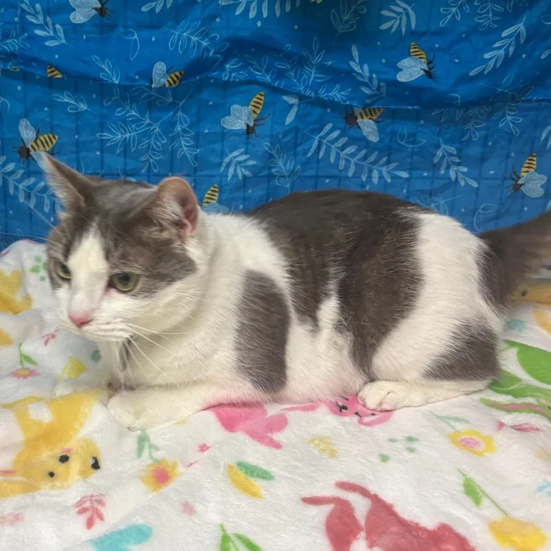 An adult medium-sized female White Domestic Short Hair cat named Diamond for adoption in Greenfield, IN