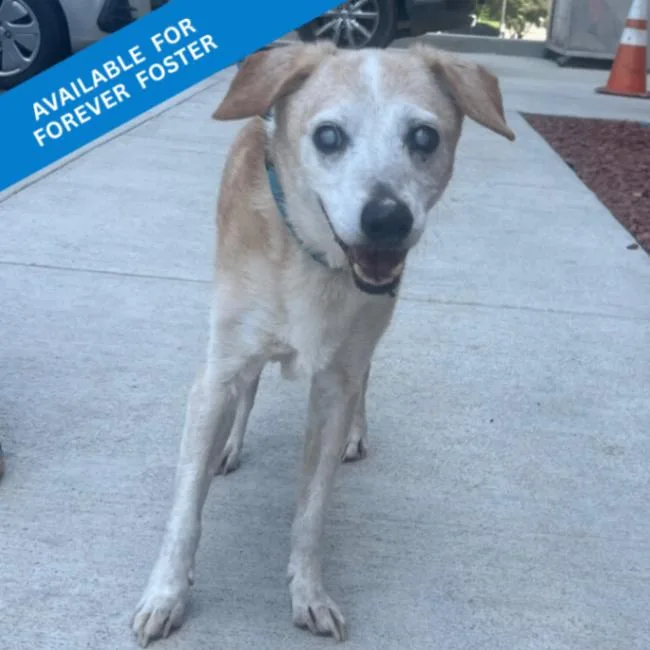 A senior medium-sized male Beagle dog named Hank for adoption in Roanoke, VA