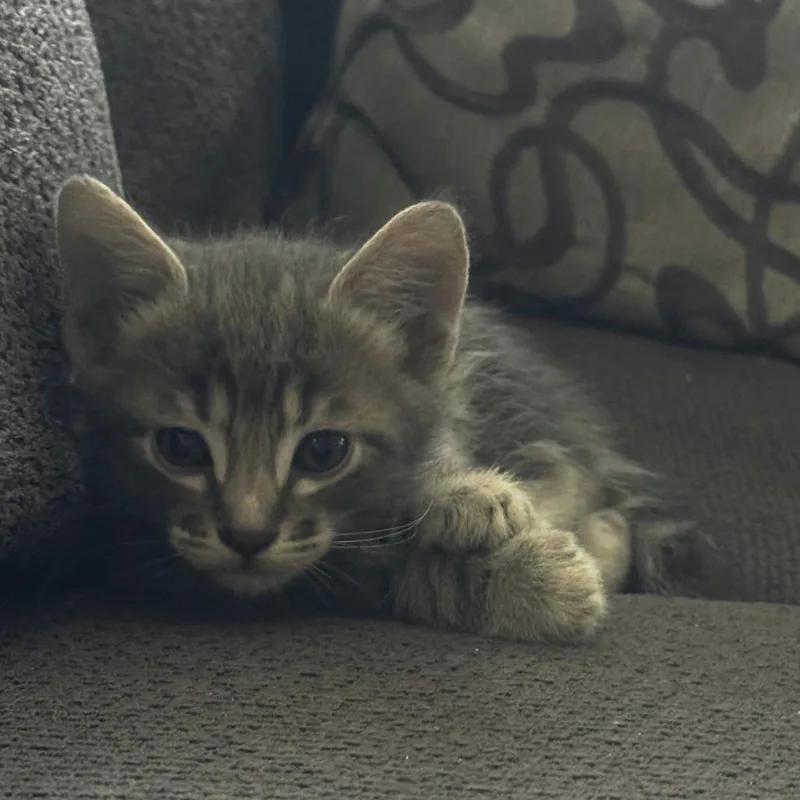 A baby small-sized male Gray / Blue / Silver Domestic Short Hair cat named Gill for adoption in Sunnyvale, CA