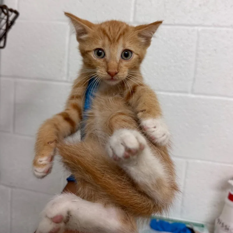 A baby small-sized male Orange / Red Domestic Short Hair cat named Haribo for adoption in Edinburg, TX