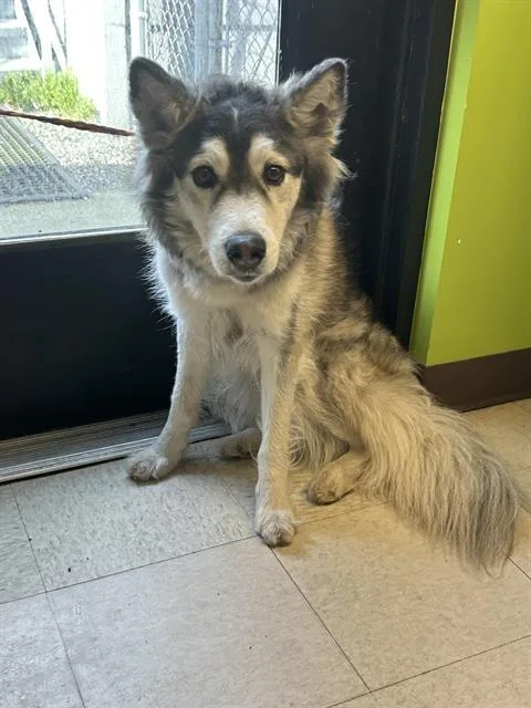 An adult medium-sized female Siberian Husky dog named Ash for adoption in Kent, WA