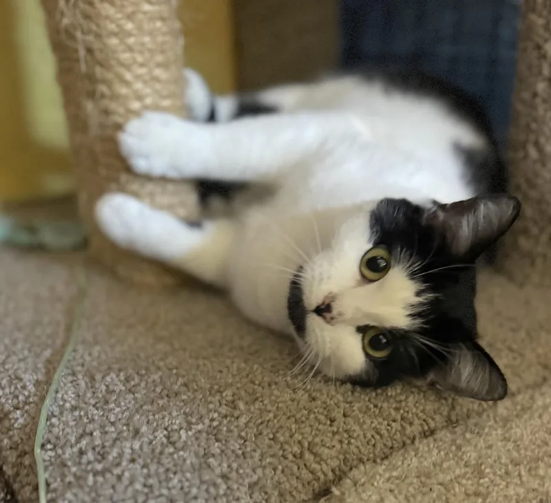A young medium-sized female White Domestic Short Hair cat named Annie for adoption in Bedford, VA