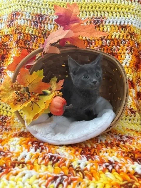 A baby small-sized male Domestic Medium Hair cat named Grayson for adoption in Omaha, NE
