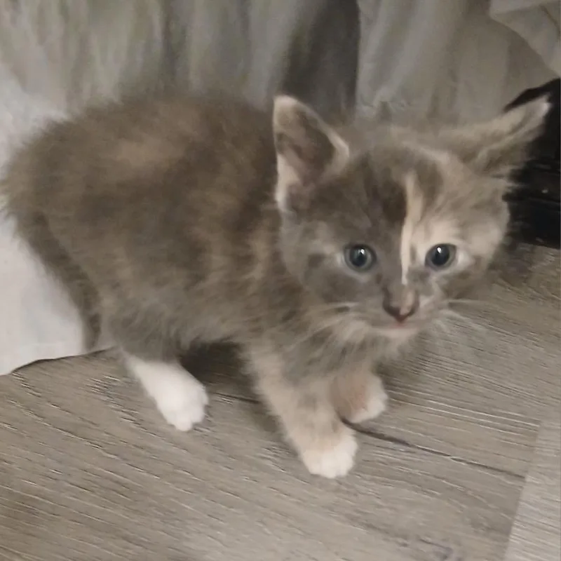 A baby small-sized female Gray / Blue / Silver Domestic Medium Hair cat named Luna for adoption in Wadena, MN